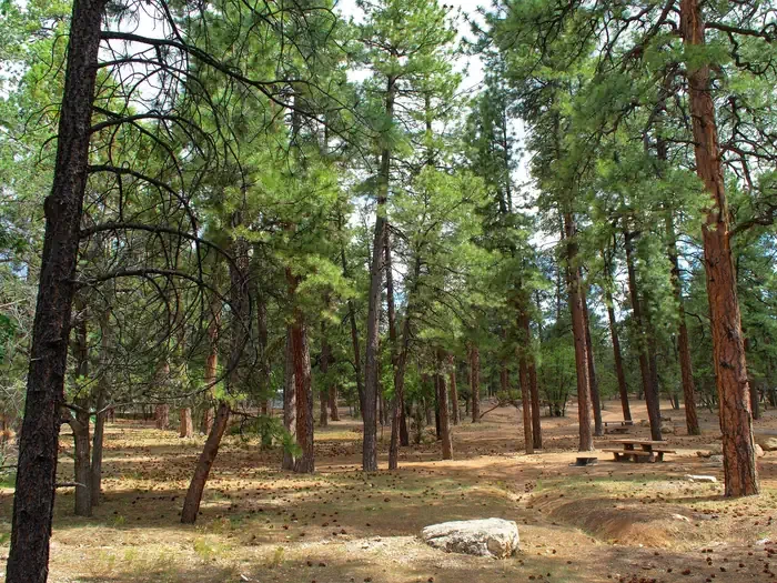 Mather Campground