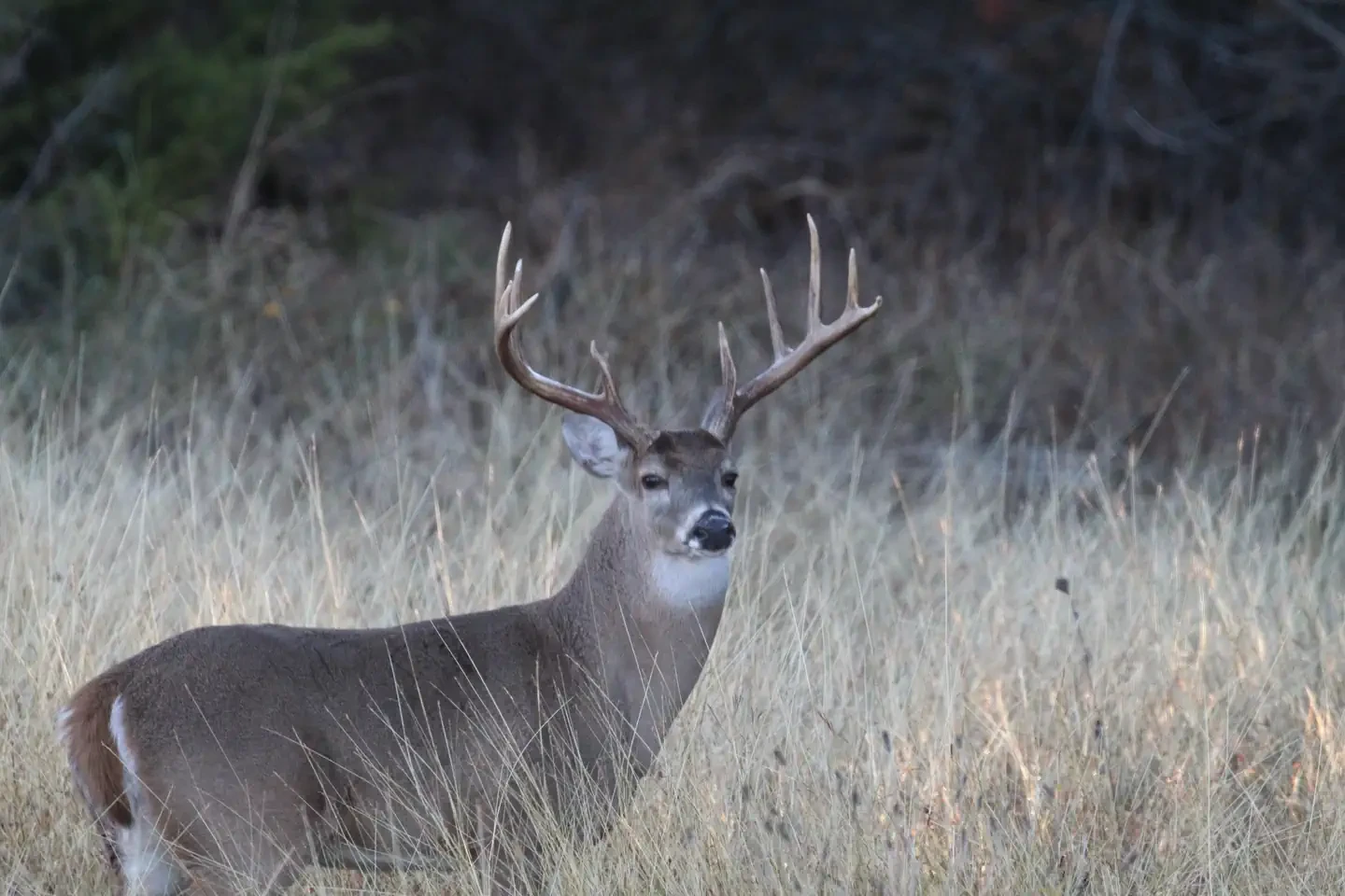 Whitney and Aquilla Lakes Public Hunting Permit