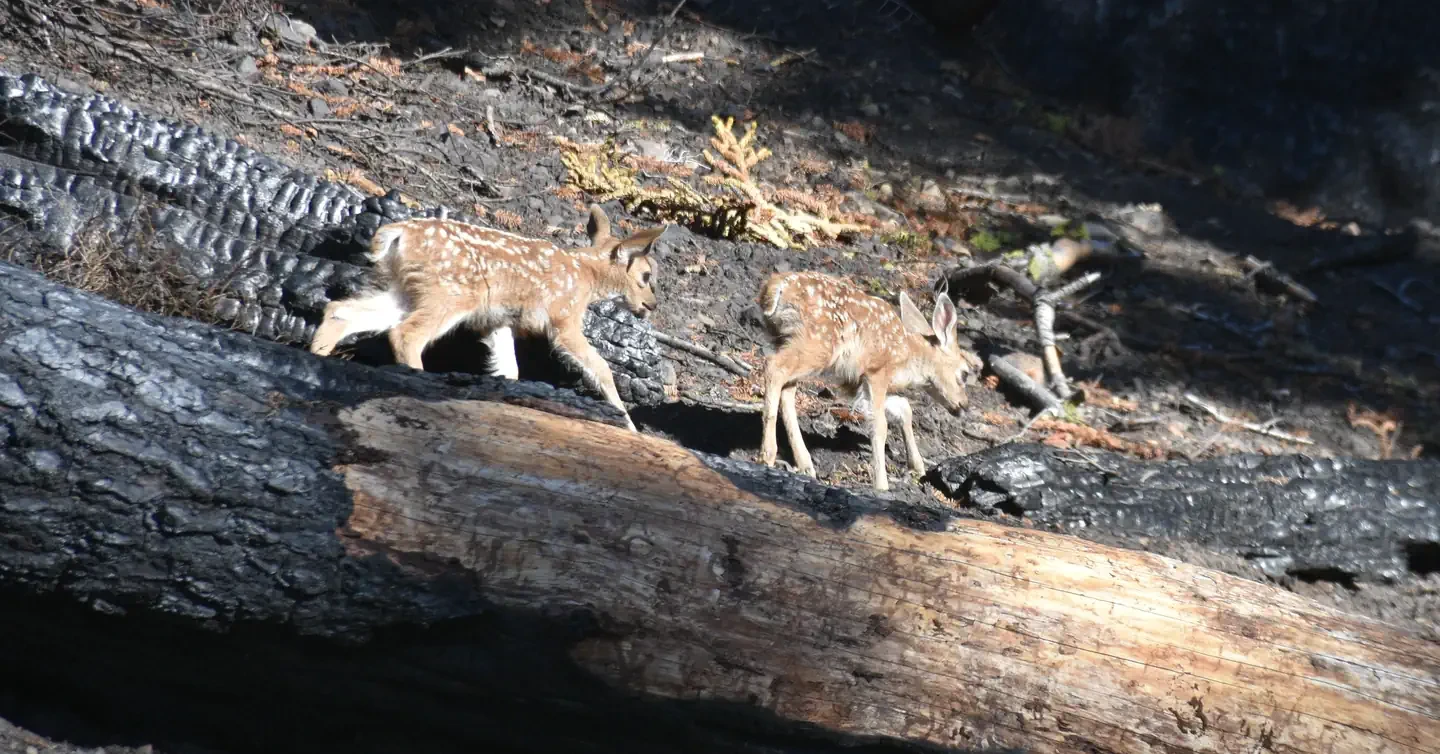 Lassen Volcanic National Park Wilderness Permits