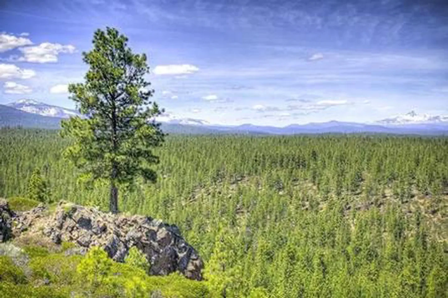 Driftwood Campground - Deschutes