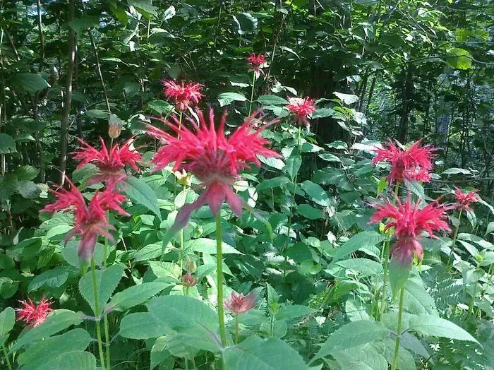 Ellsworth Rock Gardens Tour and Eagle Watch