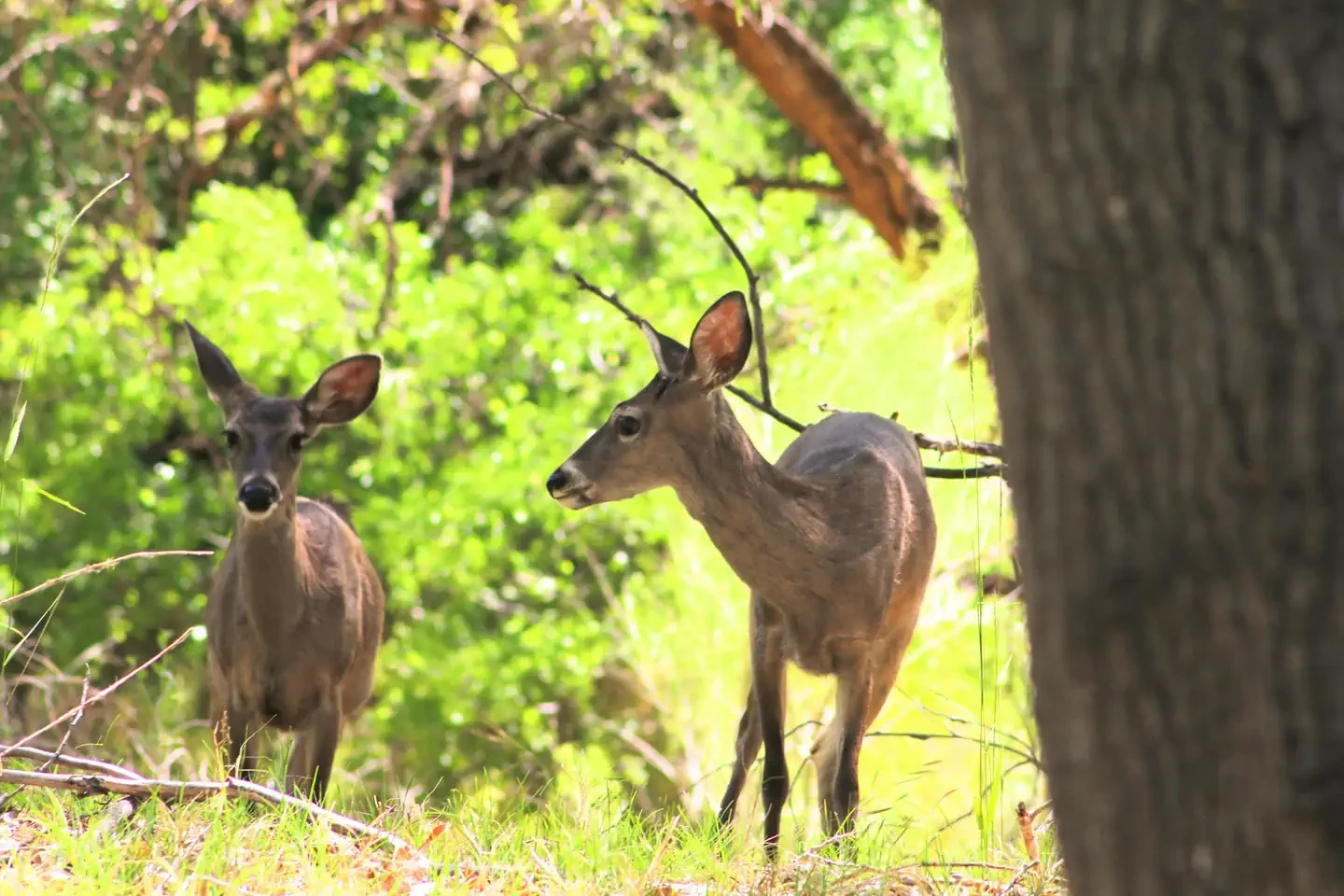 Aravaipa Canyon Wilderness Permits