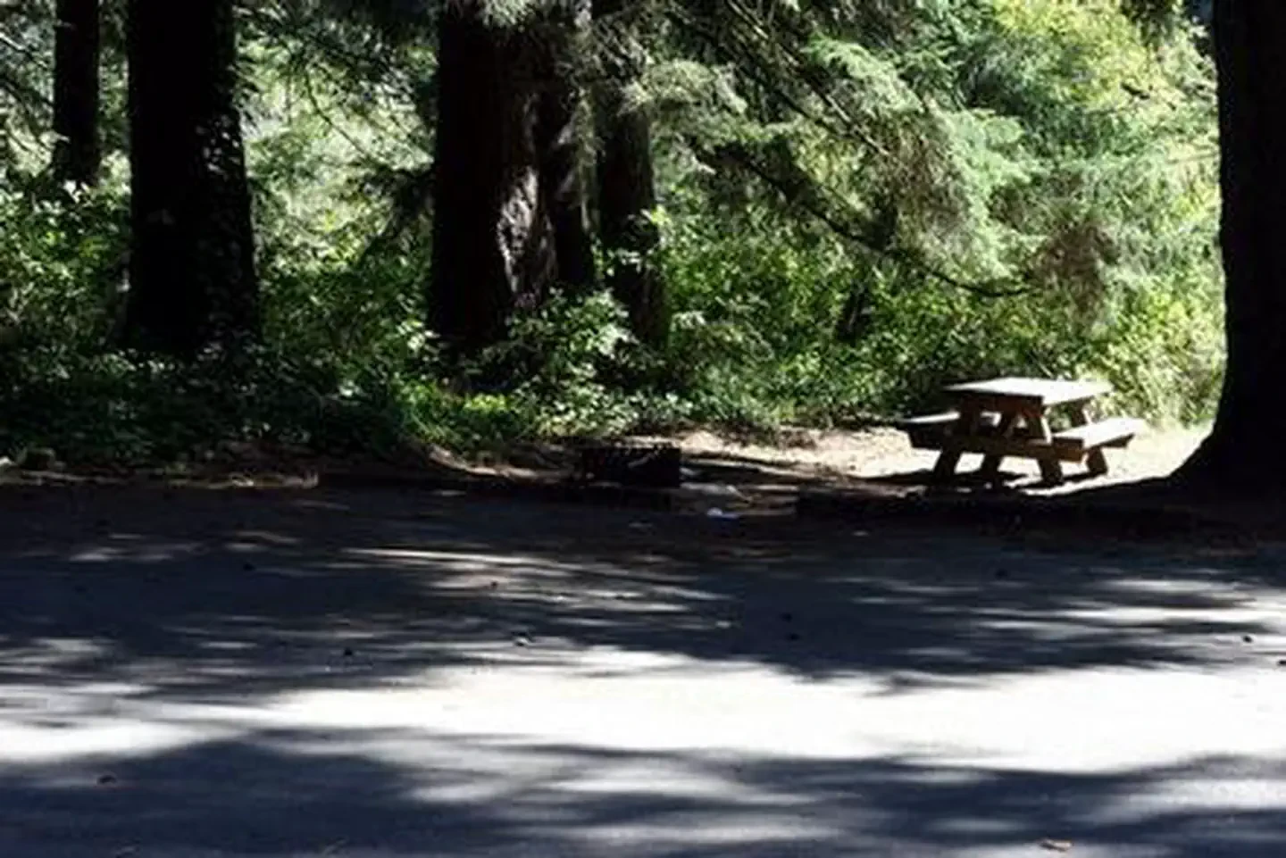Tyee Campground - Oregon Dunes
