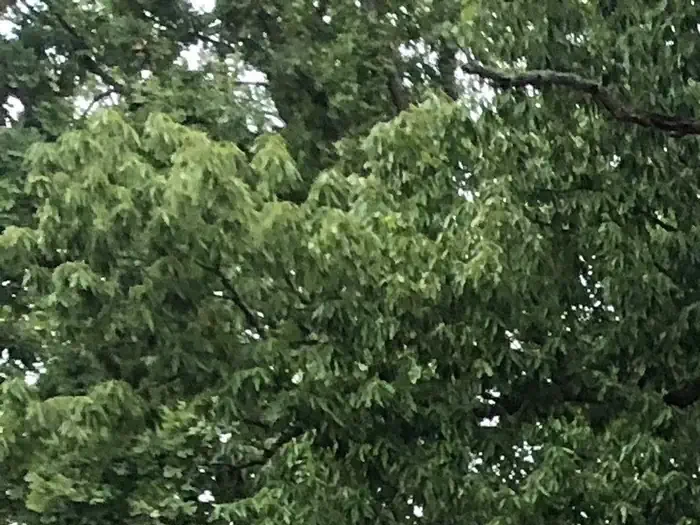 A14
