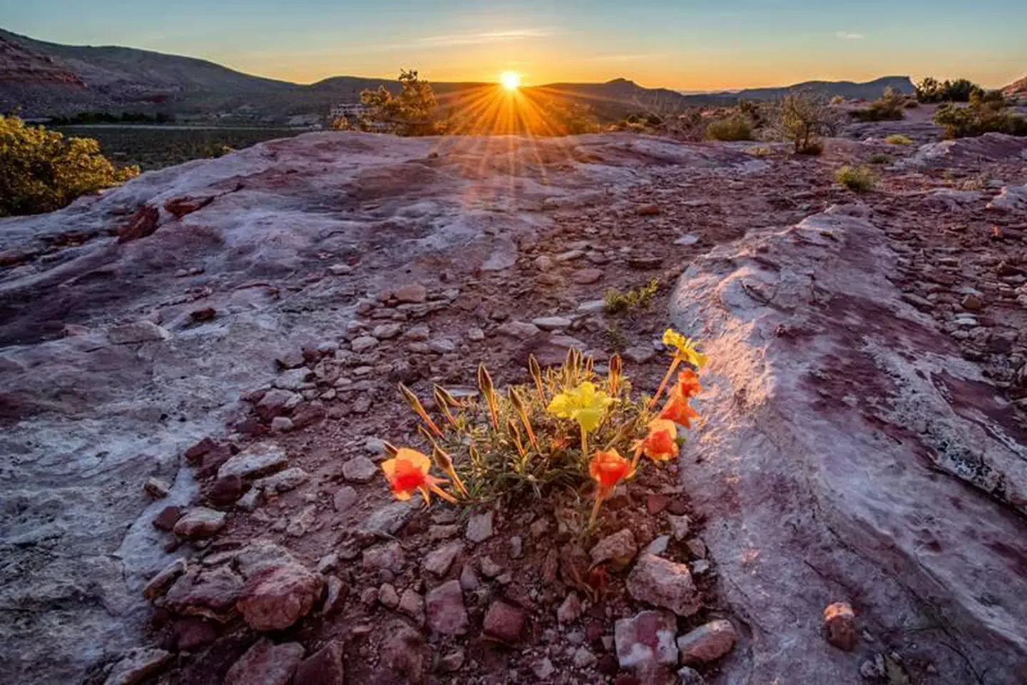 Red Rock Canyon National Conservation Area Scenic Drive Timed Entry