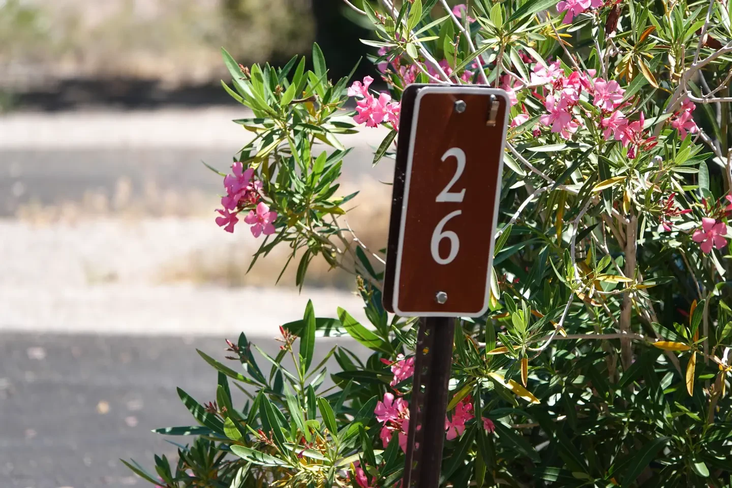 Site 26