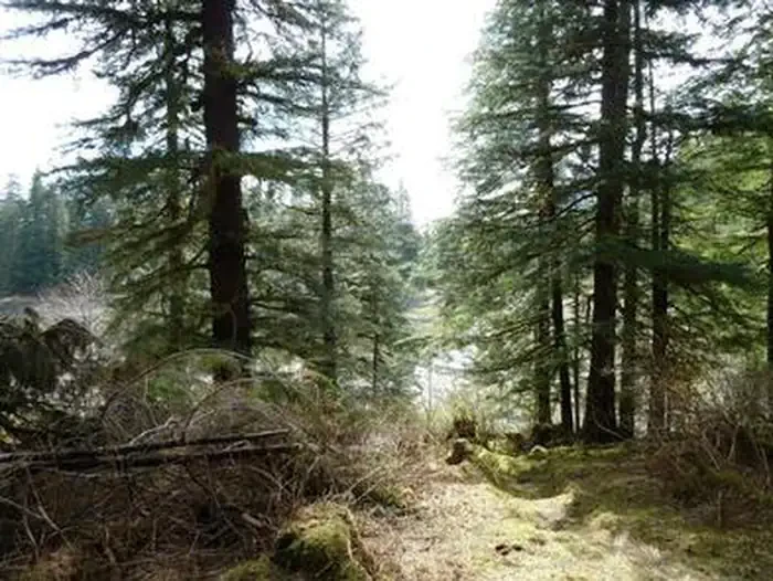 Pybus Bay Cabin