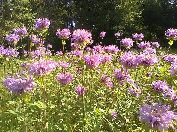 Ellsworth Rock Gardens Tour and Eagle Watch