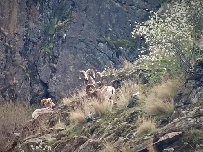 Hells Canyon - Snake River (Powerboat)