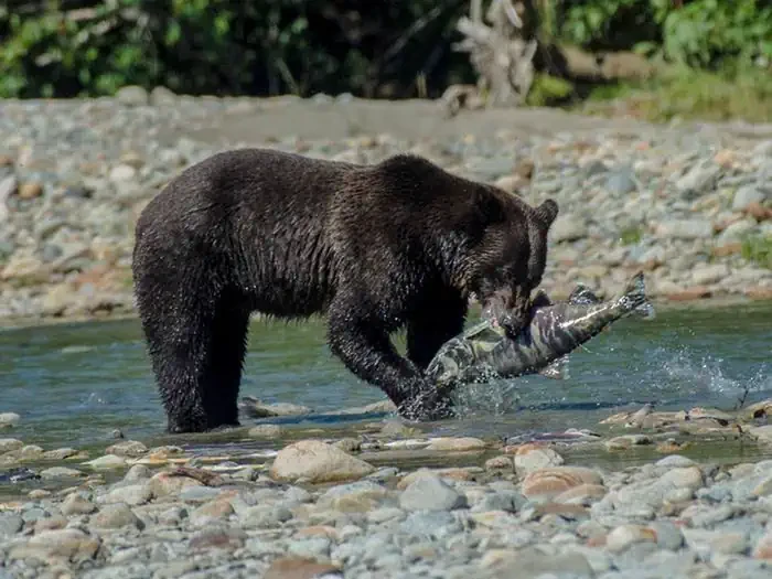 Wildlife Viewing