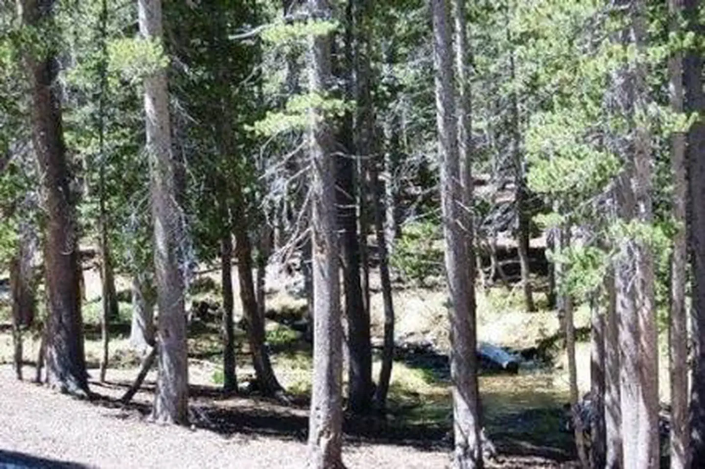 Coldwater Campground - Inyo NF (CA)