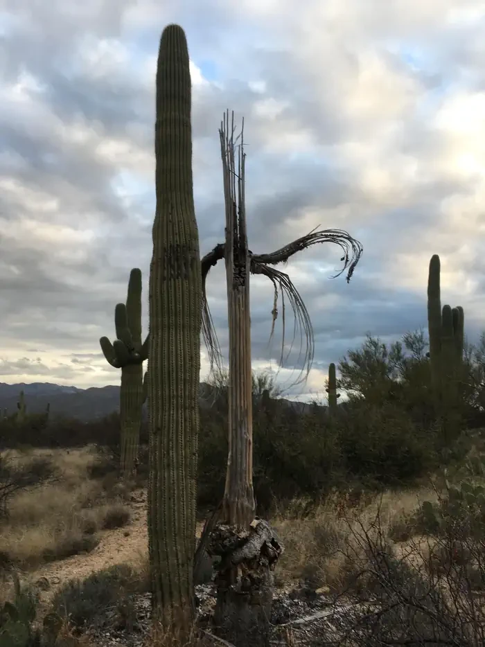 Saguaro National Park Wilderness Permits