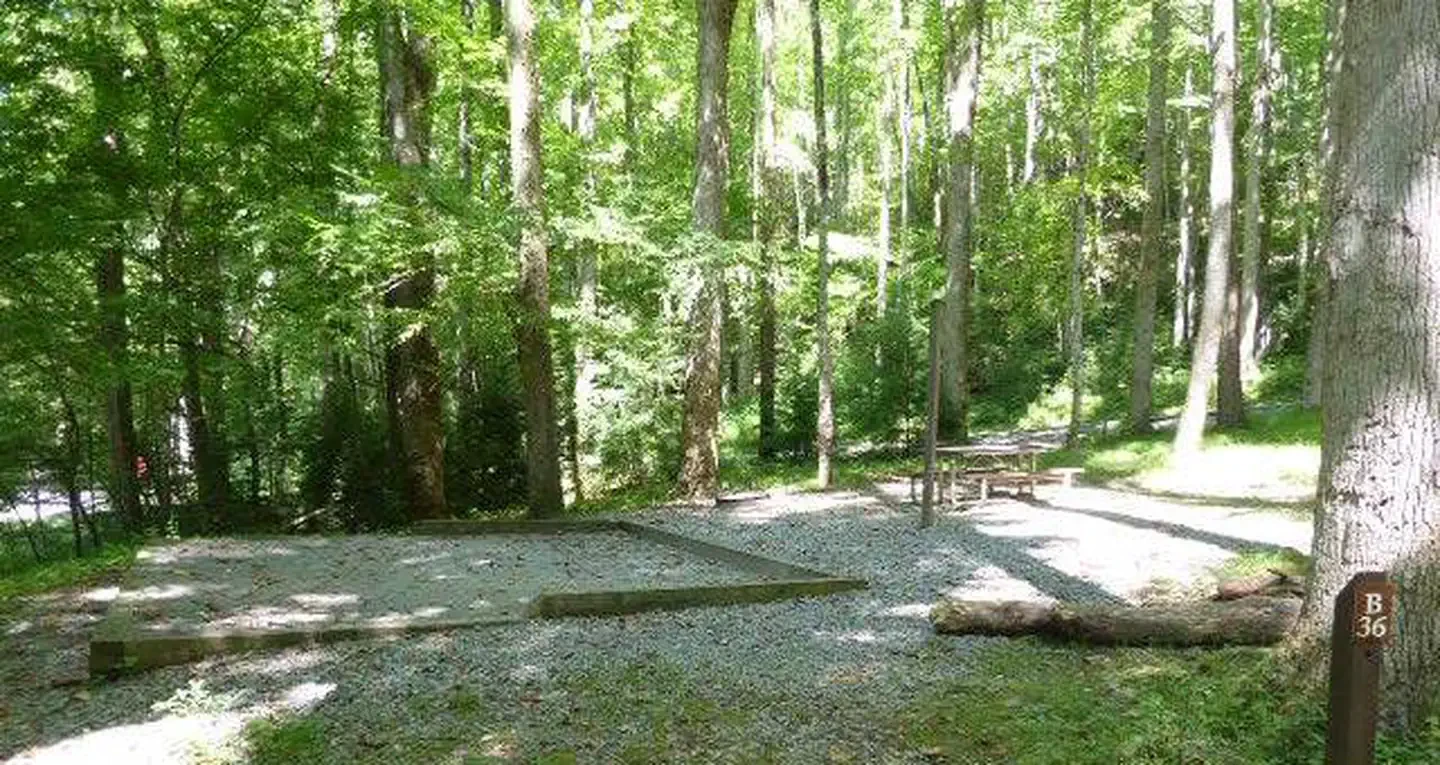 B36