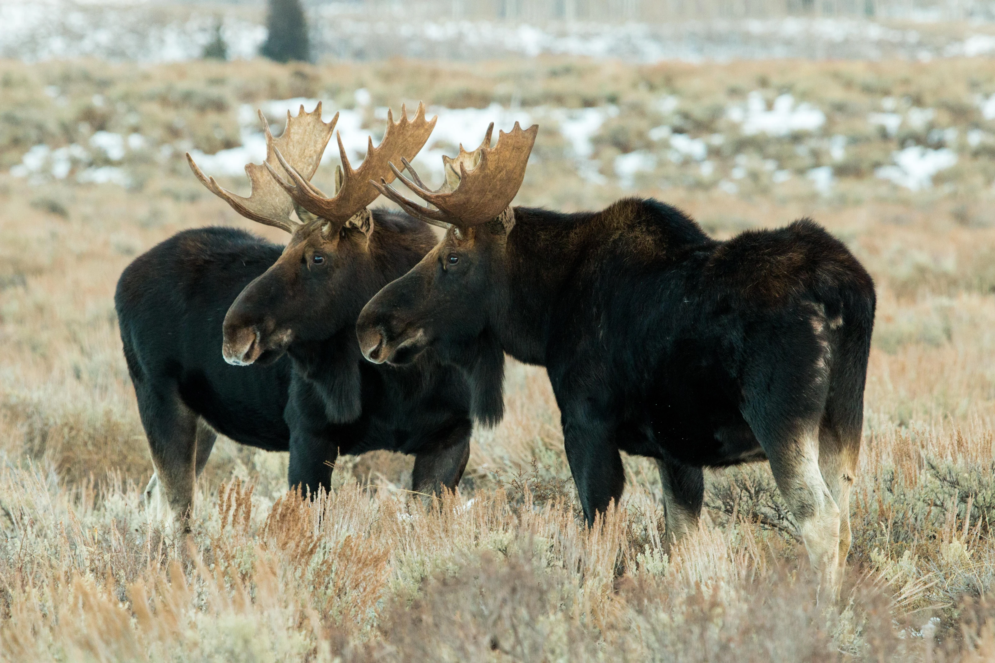 Grand Teton National Park