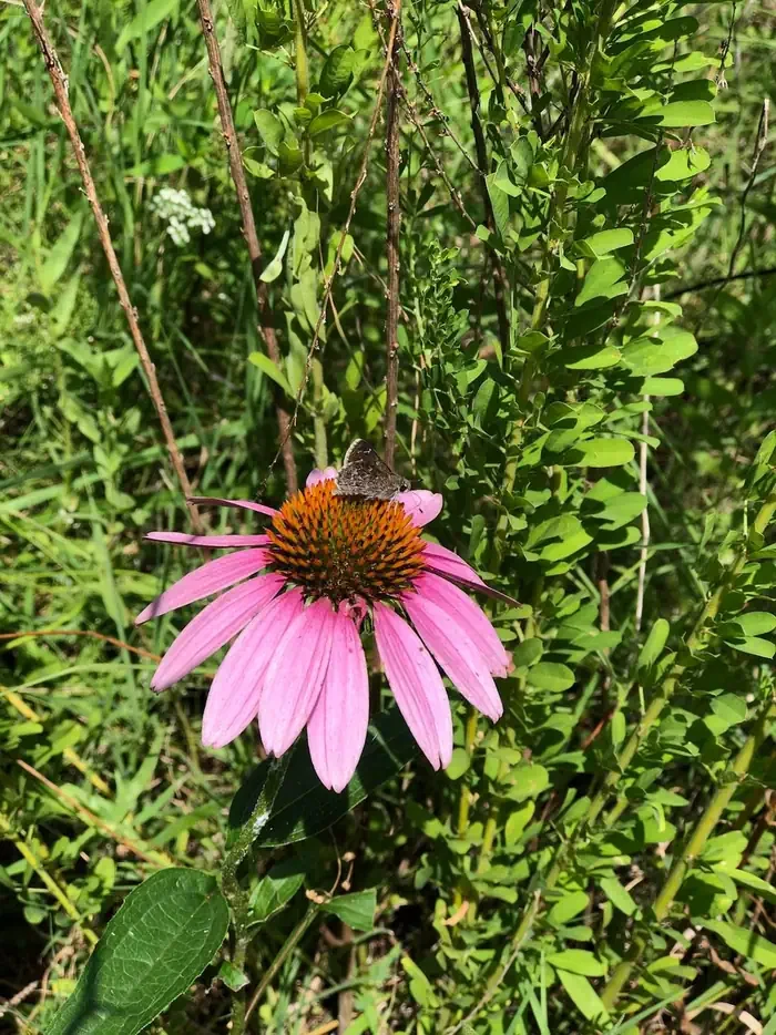 Ladybird Landing