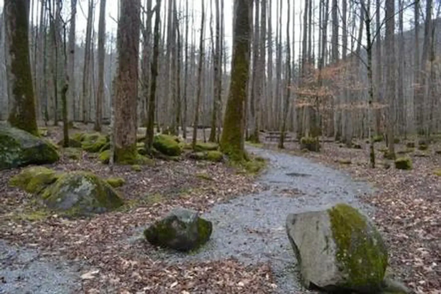 Big Creek Campground (great Smoky Mountains National Park)