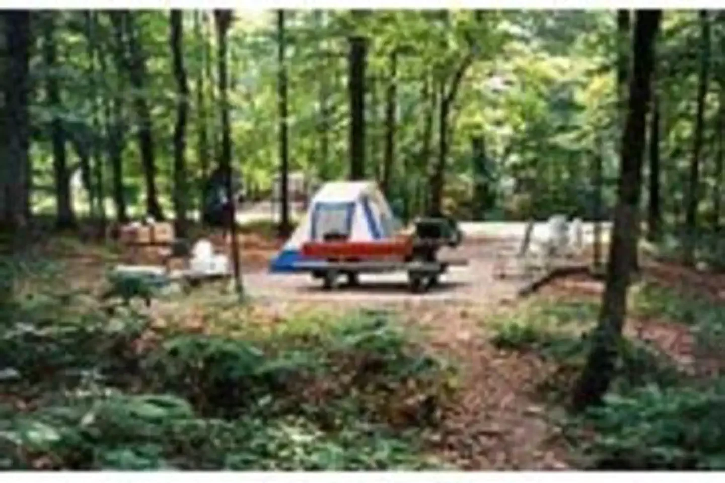 Zilpo - Daniel Boone Nat. For.