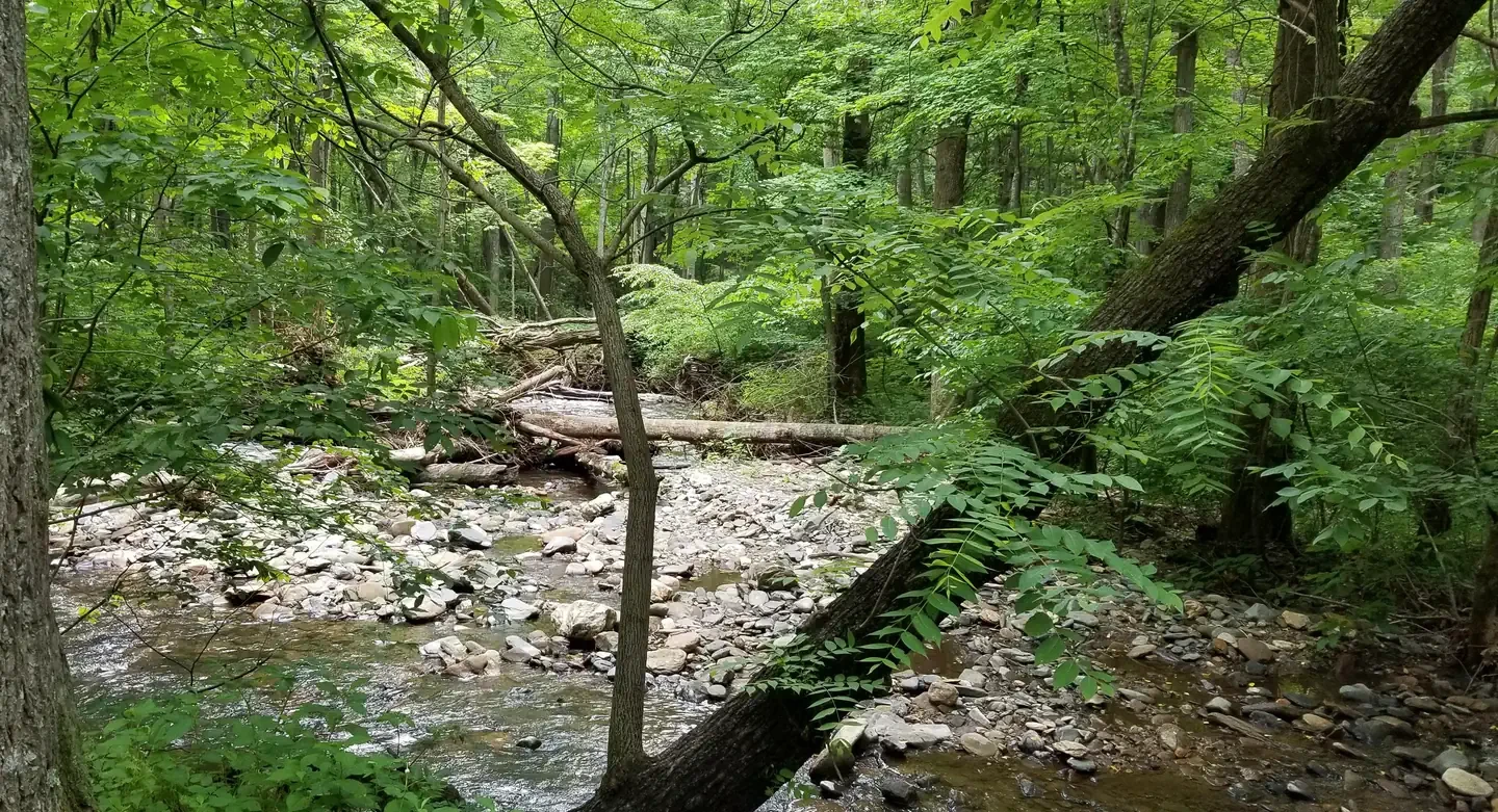 Rock Castle Gorge Backcountry Camping