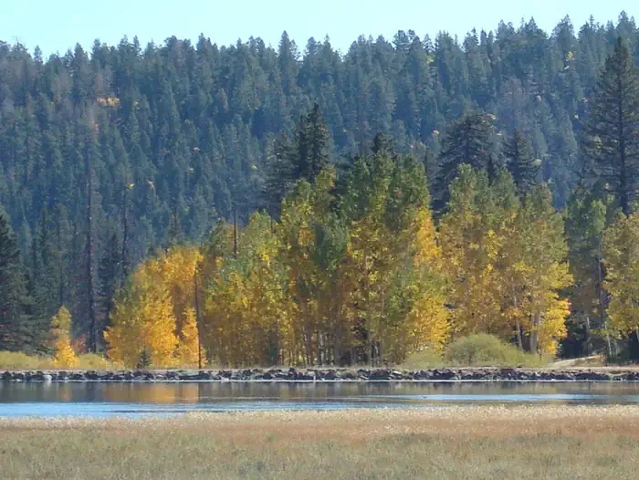 Duck Creek Group