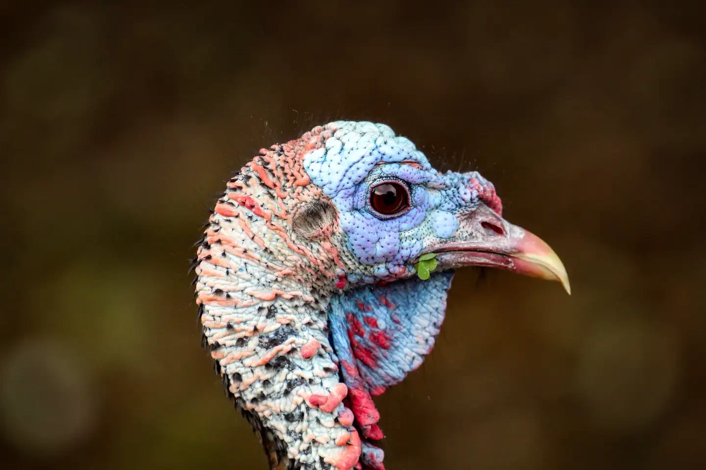 Whitney and Aquilla Lakes Public Hunting Permit