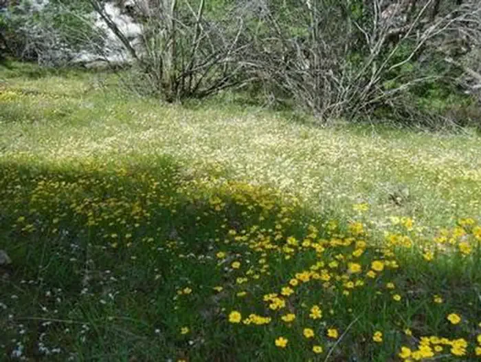 Buckeye Flat Campground