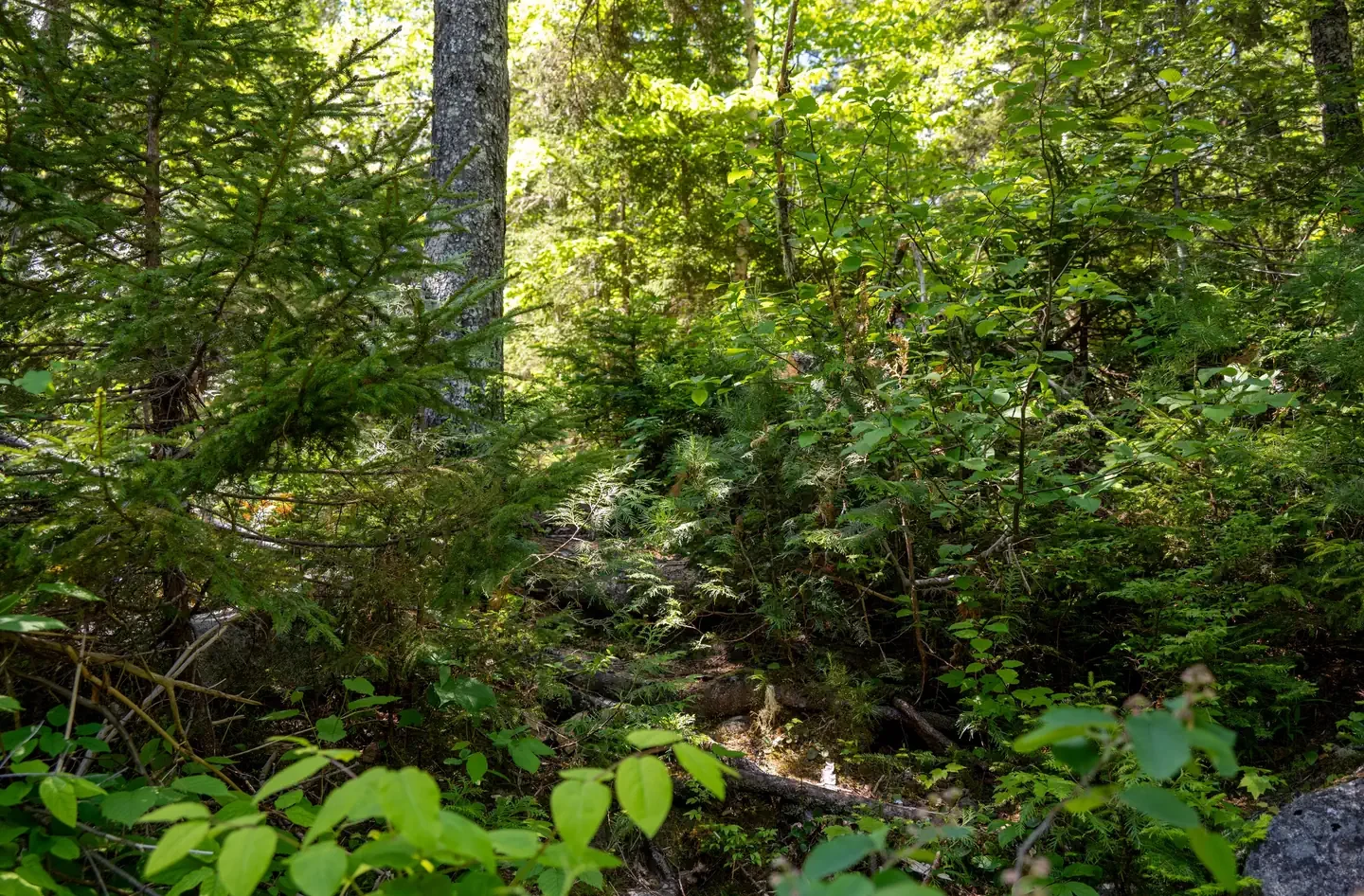 Esker