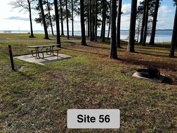 56