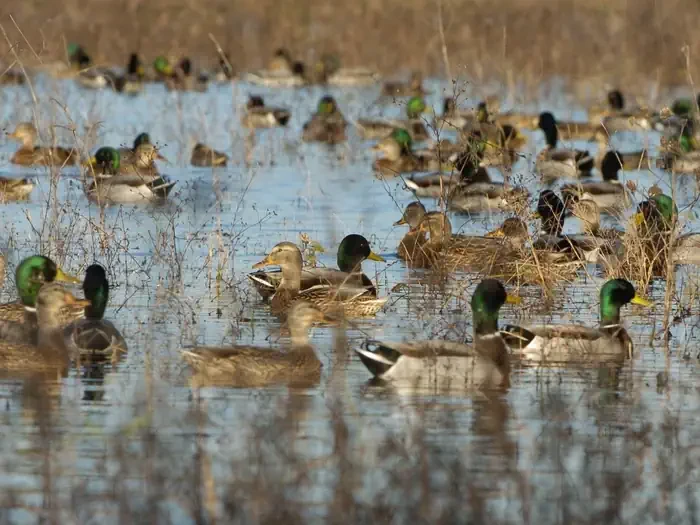 Rainwater Basin Wetland Management District