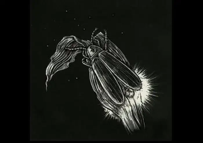Archived Firefly Event Lottery