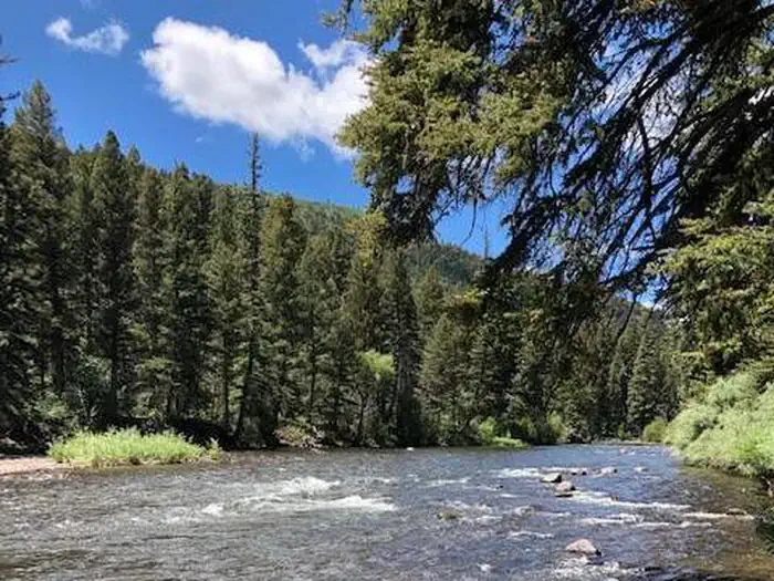 Aspen Glade (Rio Grande National Forest, CO)