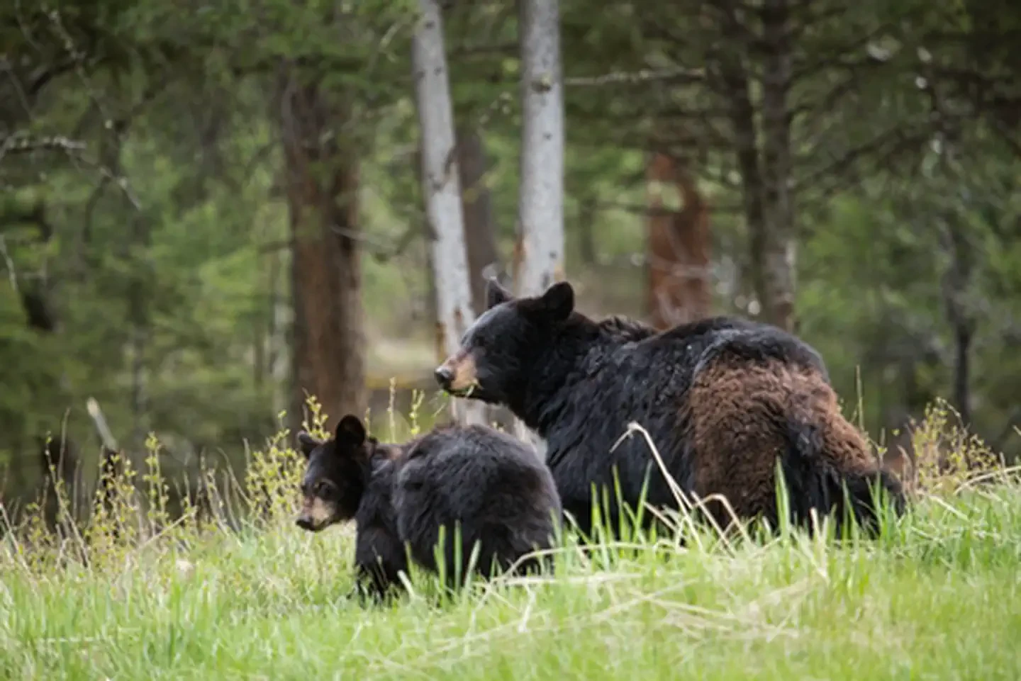Yellowstone National Park
