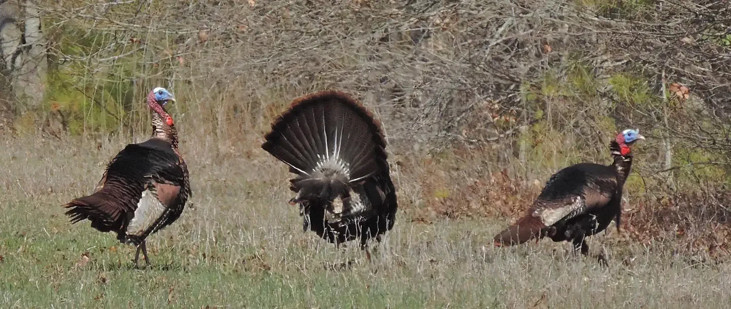 Blackwater National Wildlife Refuge Turkey Hunt Lottery and Permits