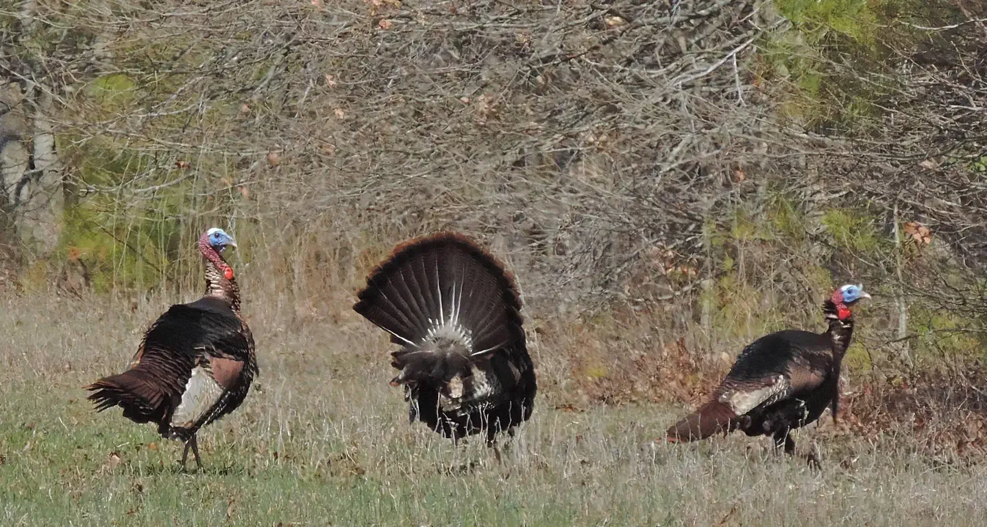Blackwater National Wildlife Refuge Deer Hunt Permits