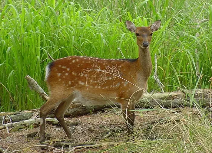 Blackwater National Wildlife Refuge Deer Hunt Permits