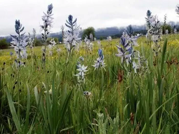 Sweet Home Nature and Heritage Tours