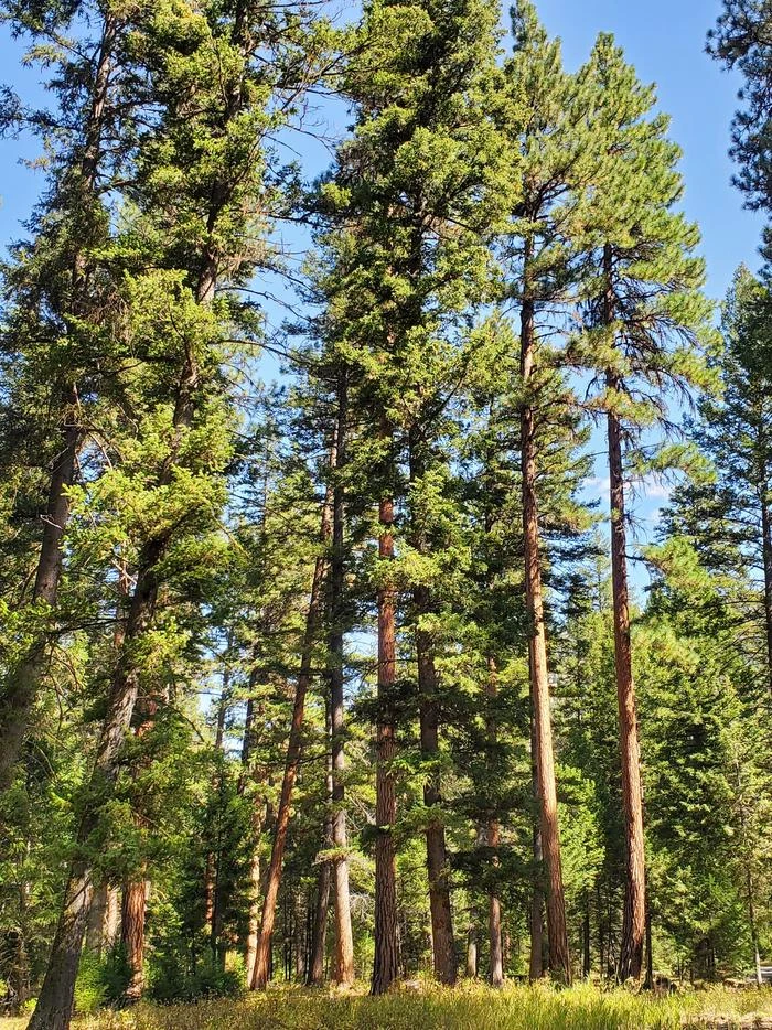 Alta Campground