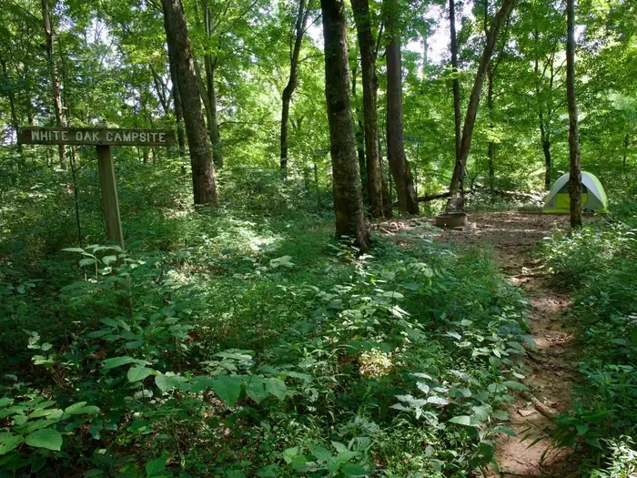 White Oak