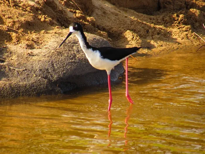 Keālia Pond National Wildlife Refuge
