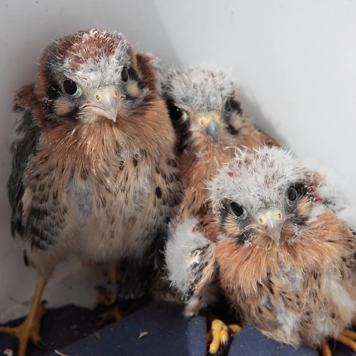Kestrel Banding Tour