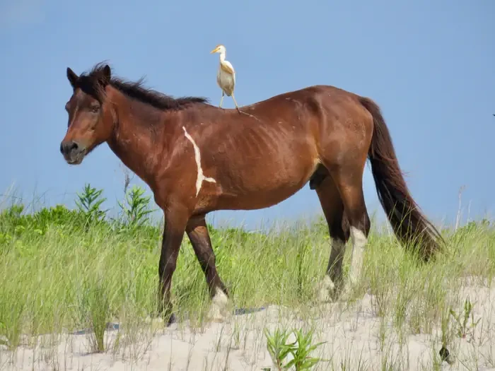 Assateague Island National Seashore Campground