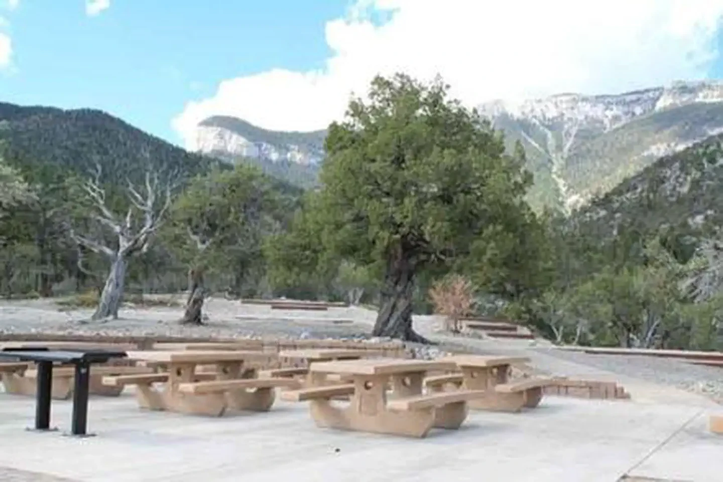 Mahogany Grove