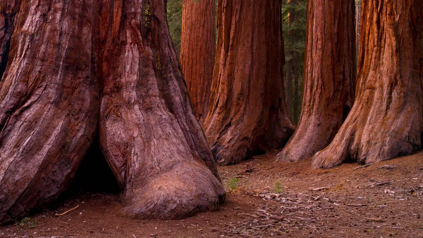 Mariposa Grove Commercial Bus Parking