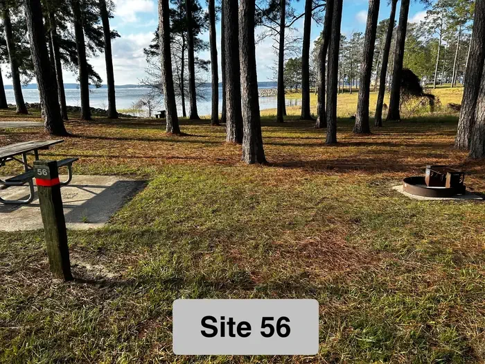 56