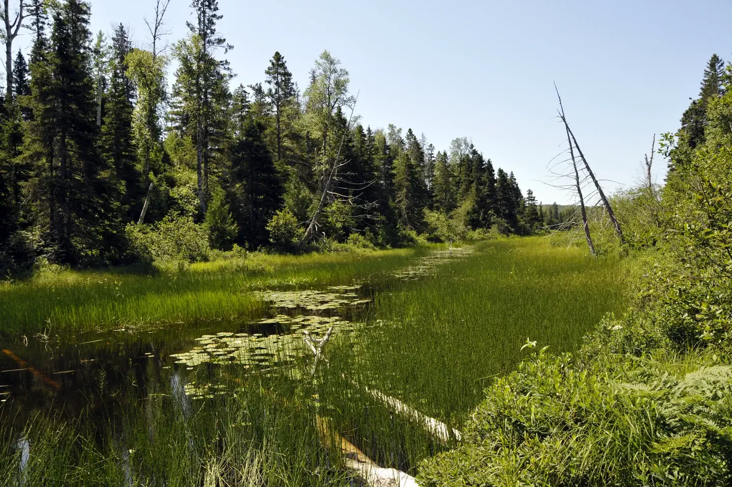 West Chickenbone Campground