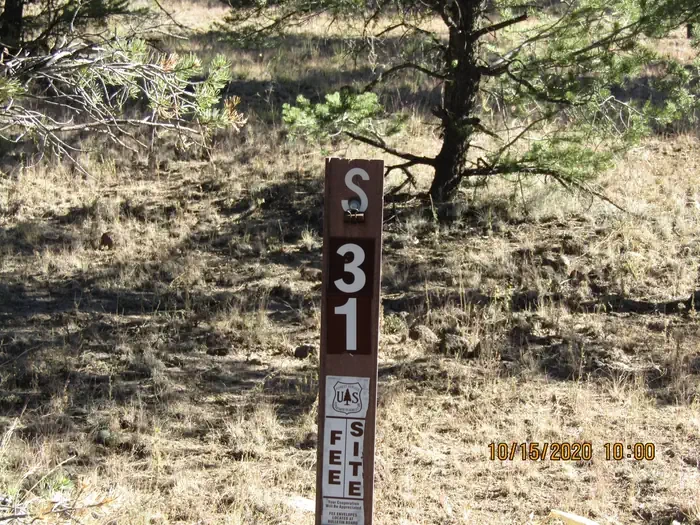 31