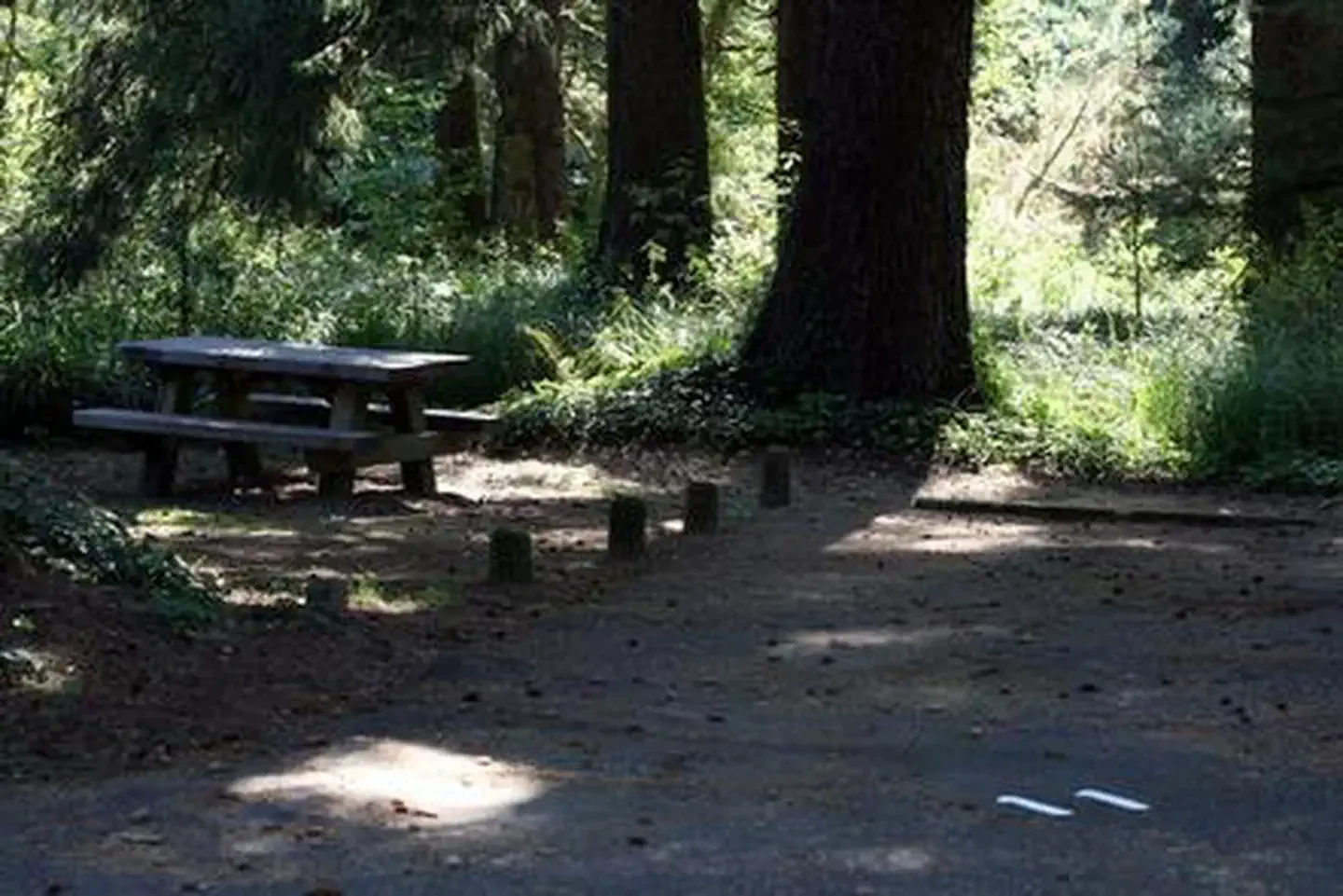 Tyee Campground - Oregon Dunes