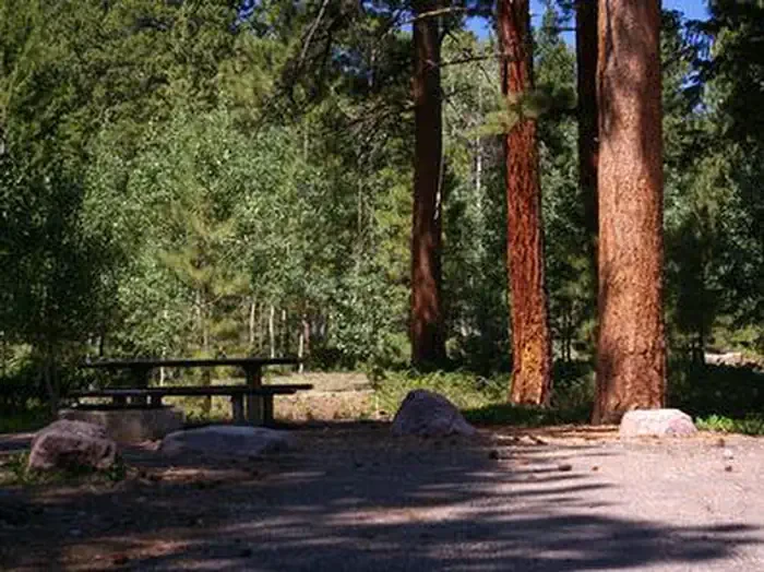Yellowpine