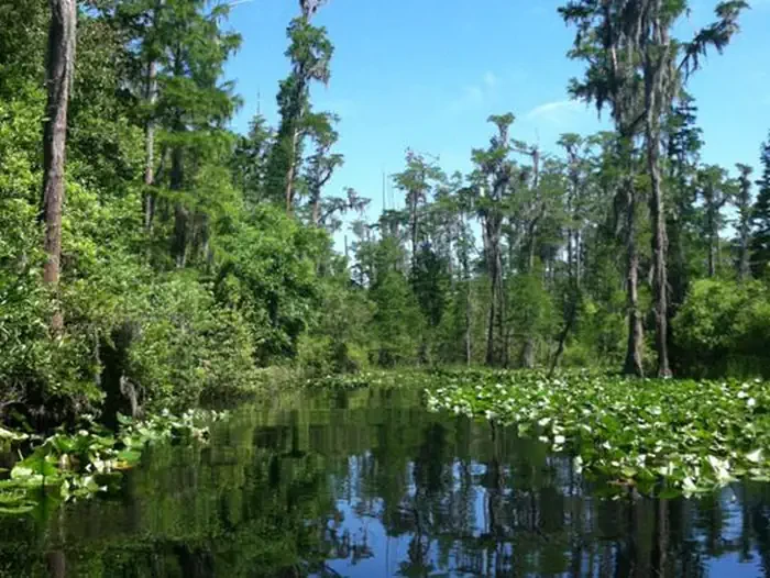 Okefenokee National Wildlife Refuge Overnight Camping Permit