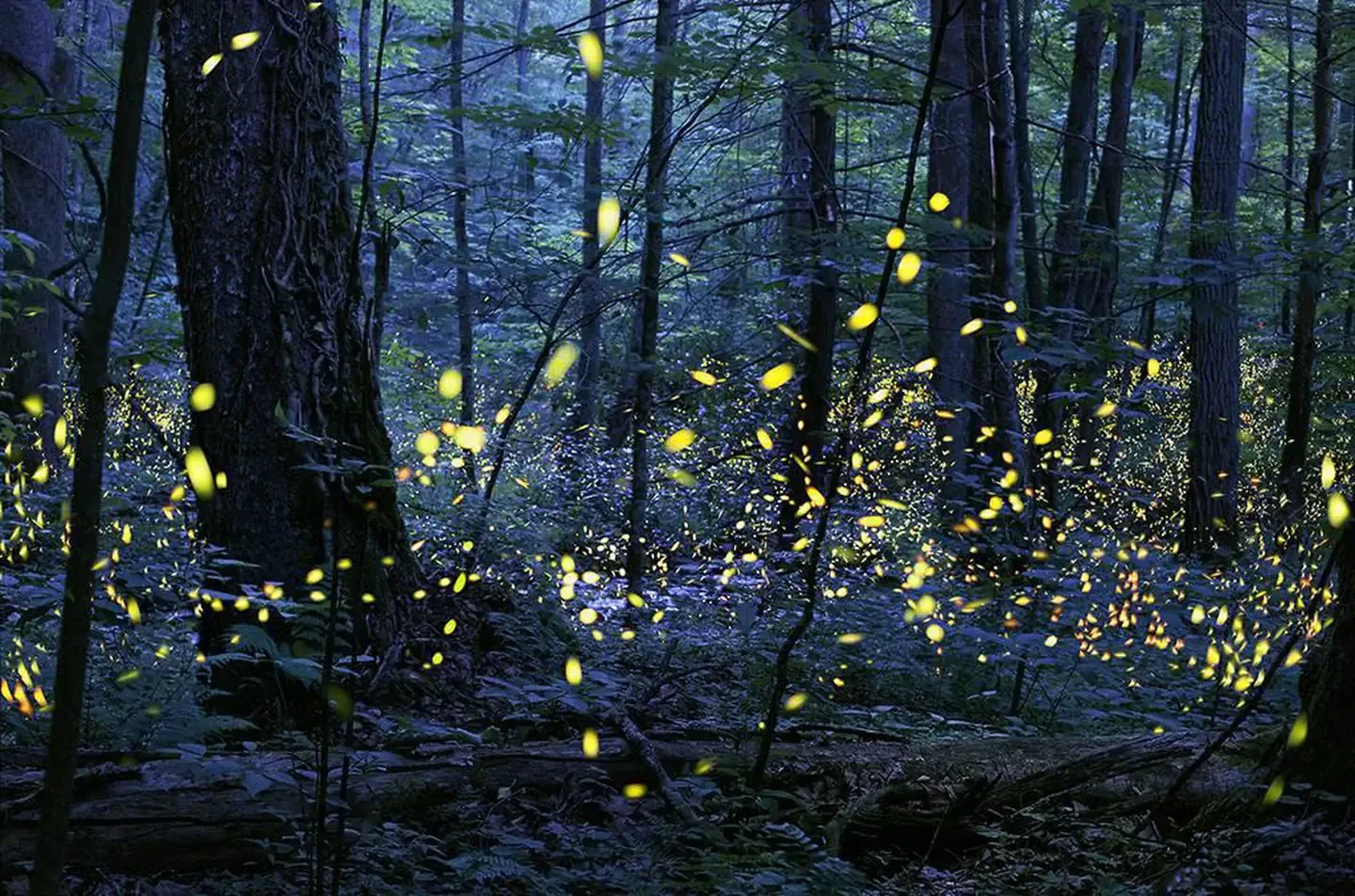 The Great Smoky Mountains Firefly Viewing Lottery