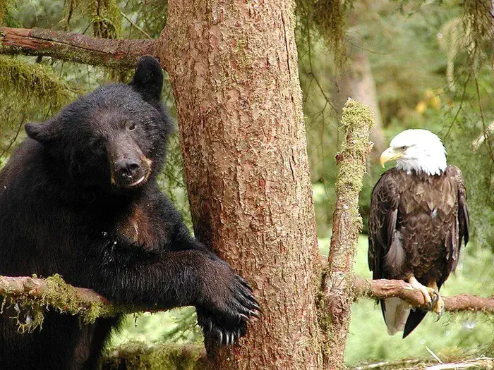 Anan Wildlife Observatory Permits
